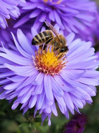 Bee On Flower (Pexels) (1)