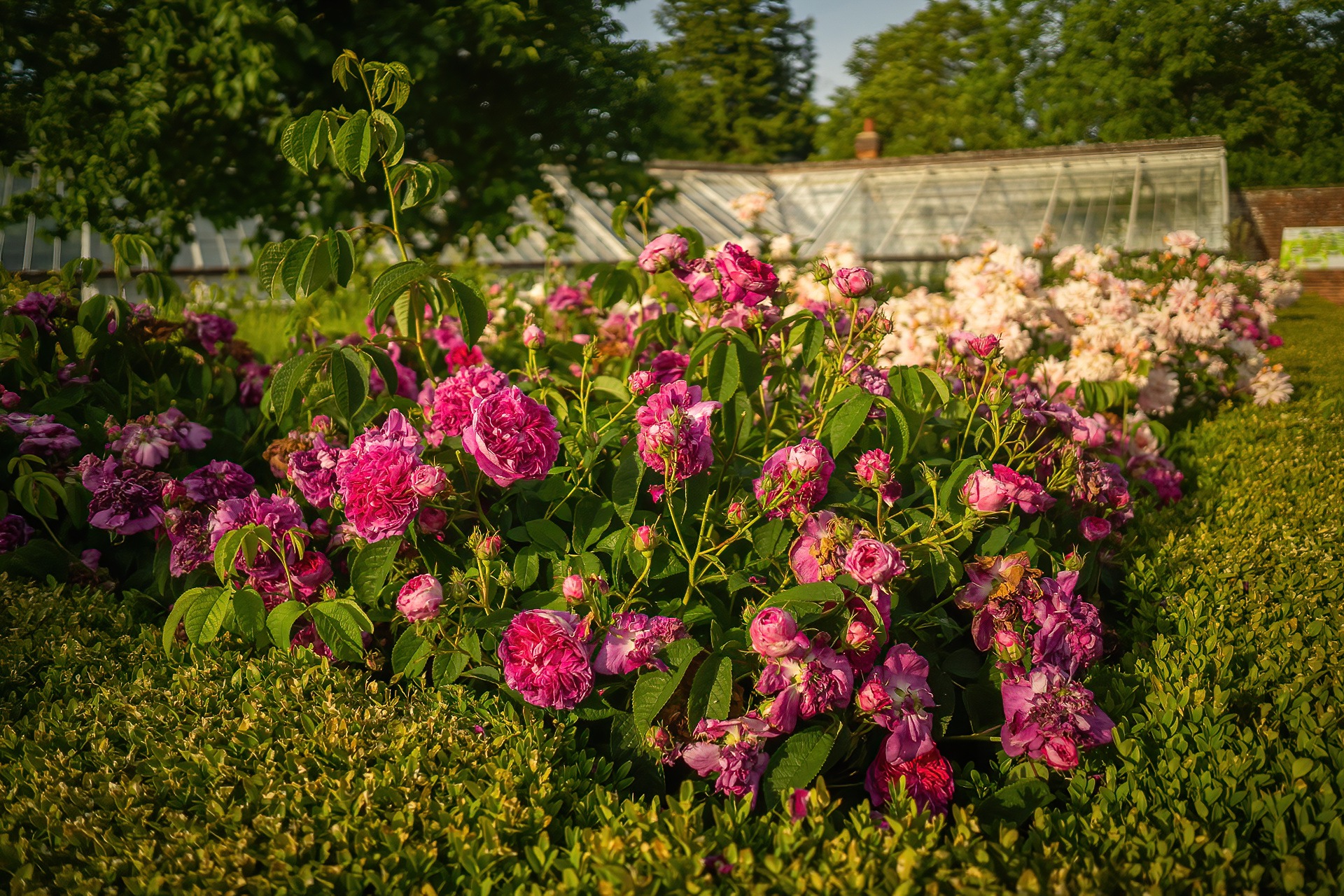 Belmontjune2023 43 Denoiseai Standard