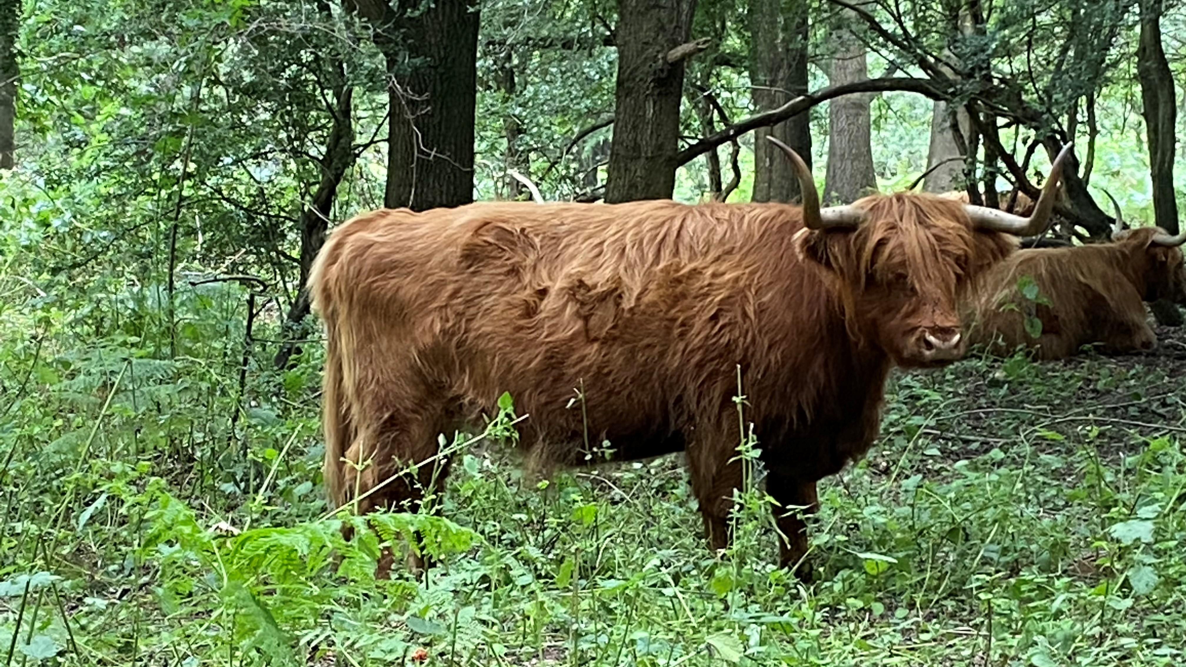 Hothfield Cattle (AH)