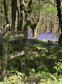 Kings Wood Bluebells 3(AH)