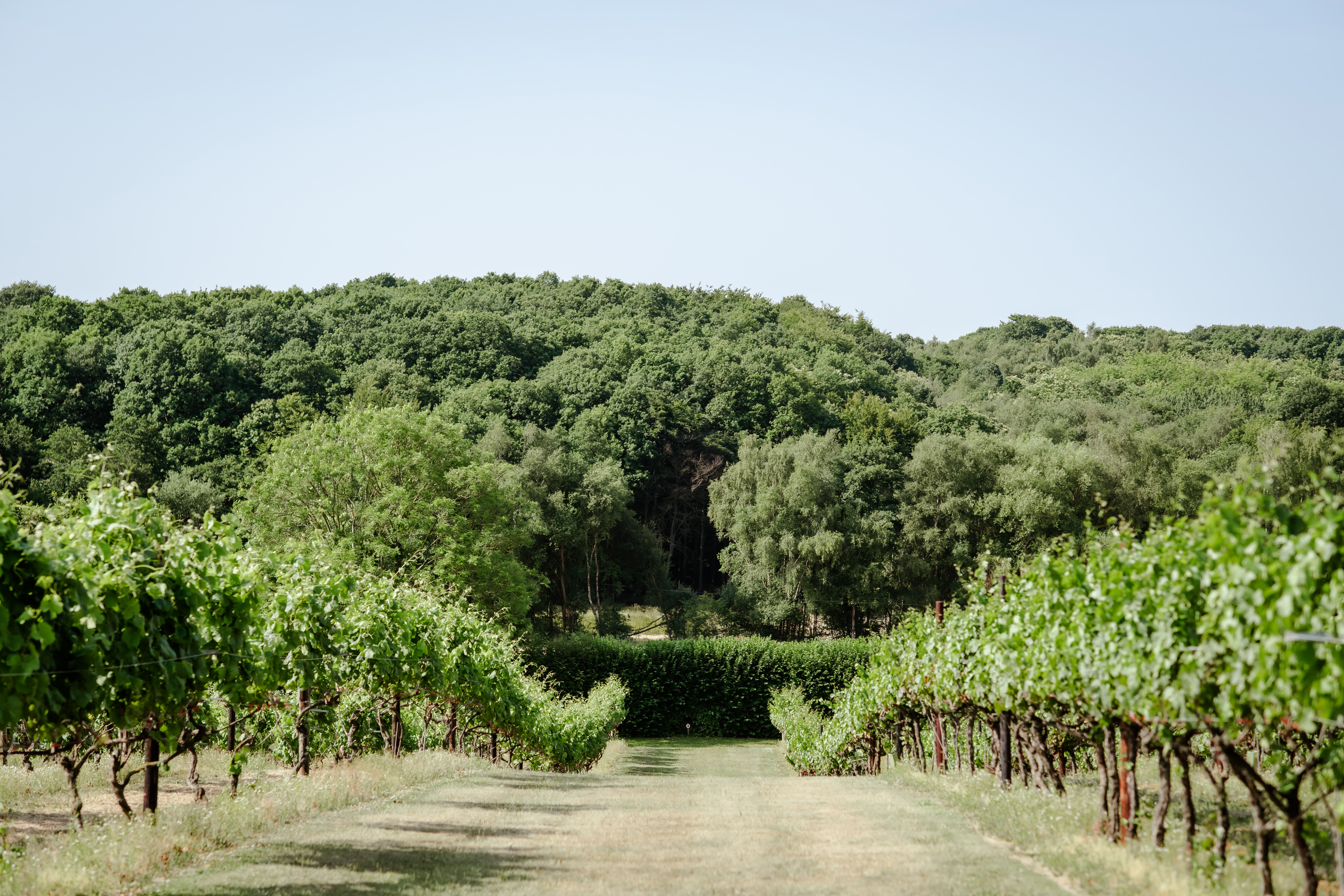 Biddenden Vineyards Editorial Image 2