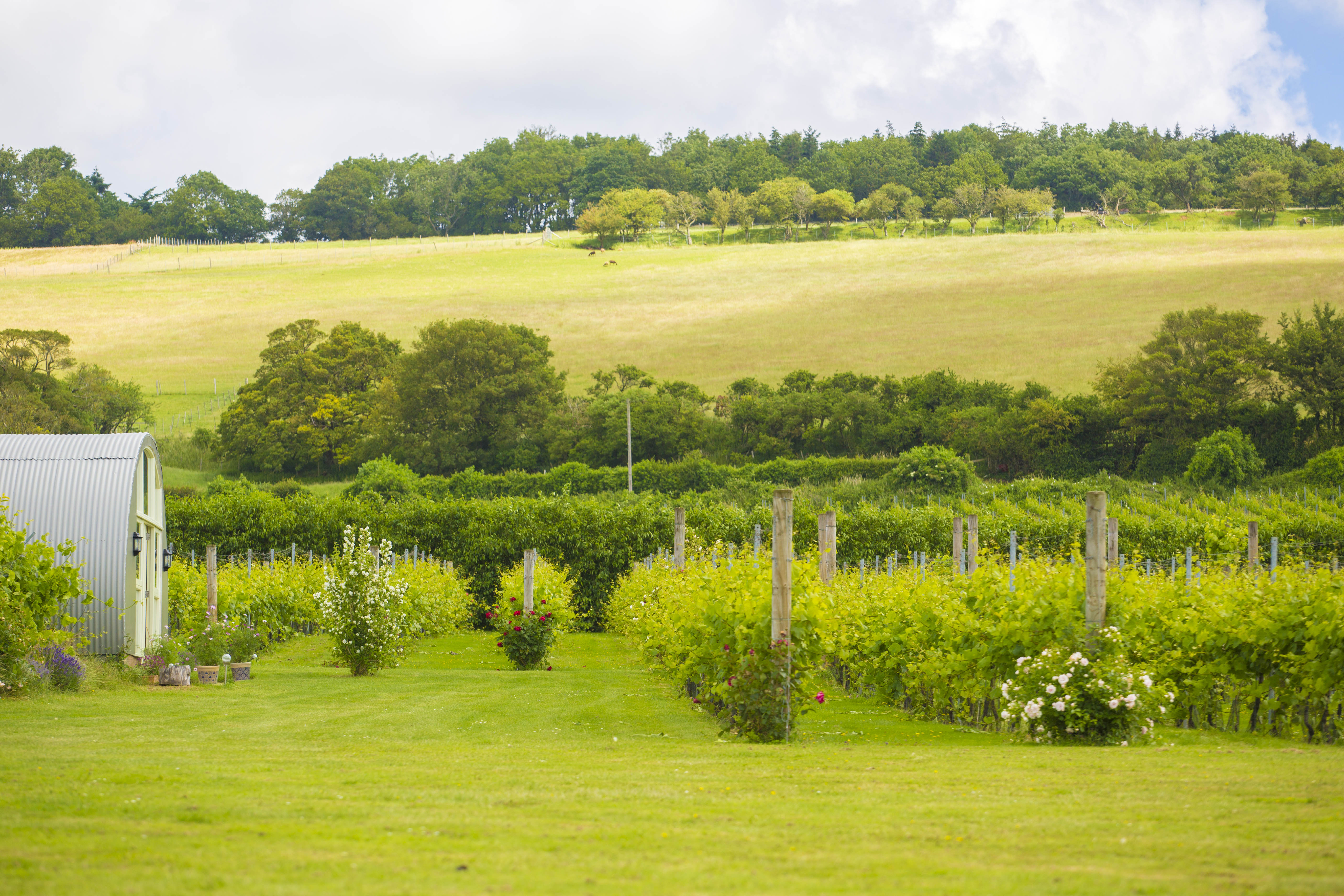 Brabourne Vineyard Credit Poppyhollis (NOV2021)