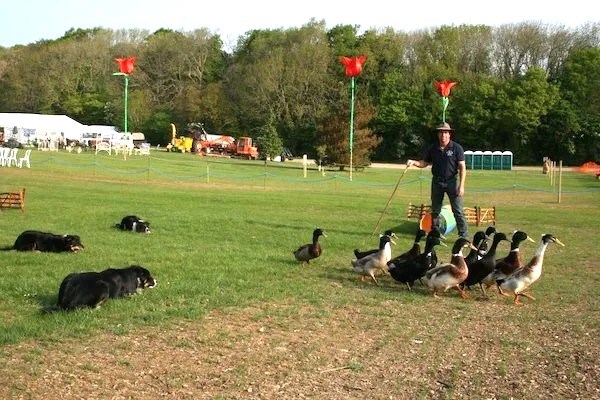 22fe2d61-5825-48b9-9d7d-d3391646d165-Dog+Training+with+Ducks.jpg