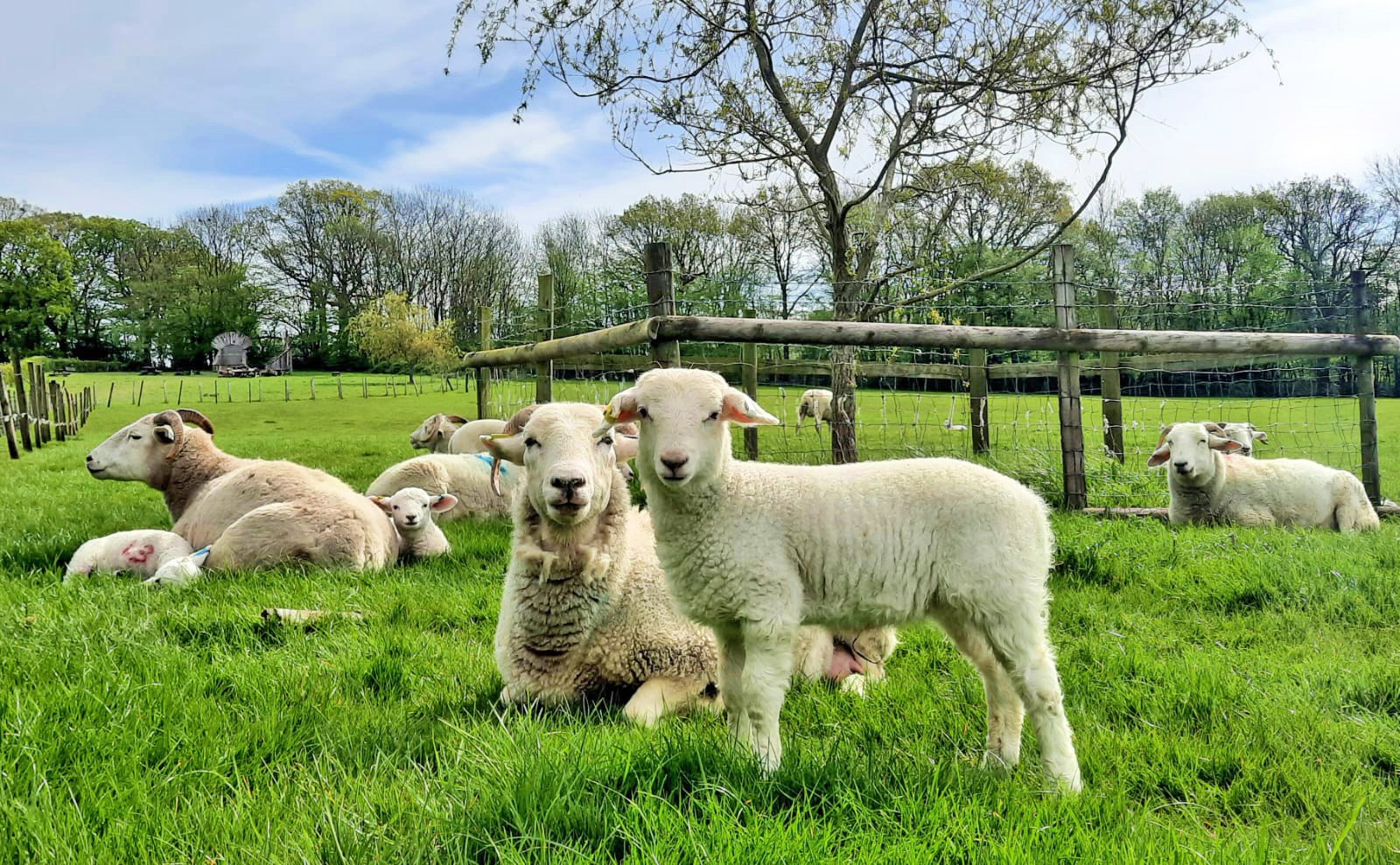 8c1daadf-5d22-4a07-b25a-e8b577f9b085-Ewes with lambs Spring 2024.jpg