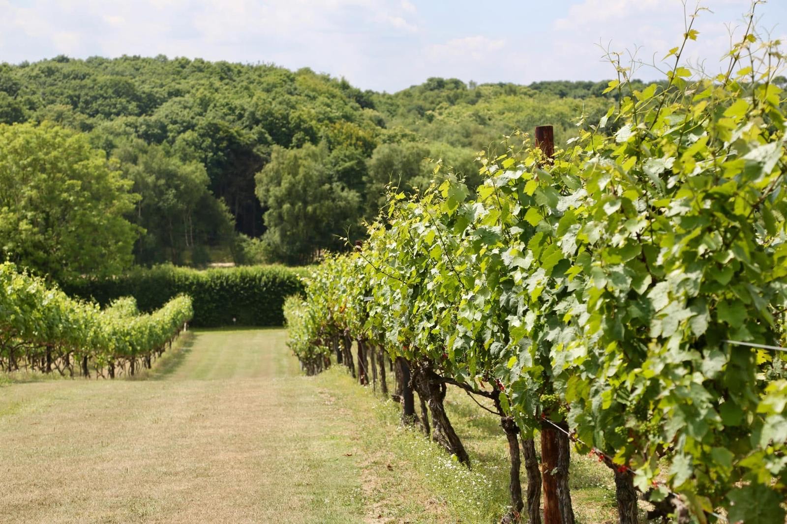 Vine View ( July 2026)