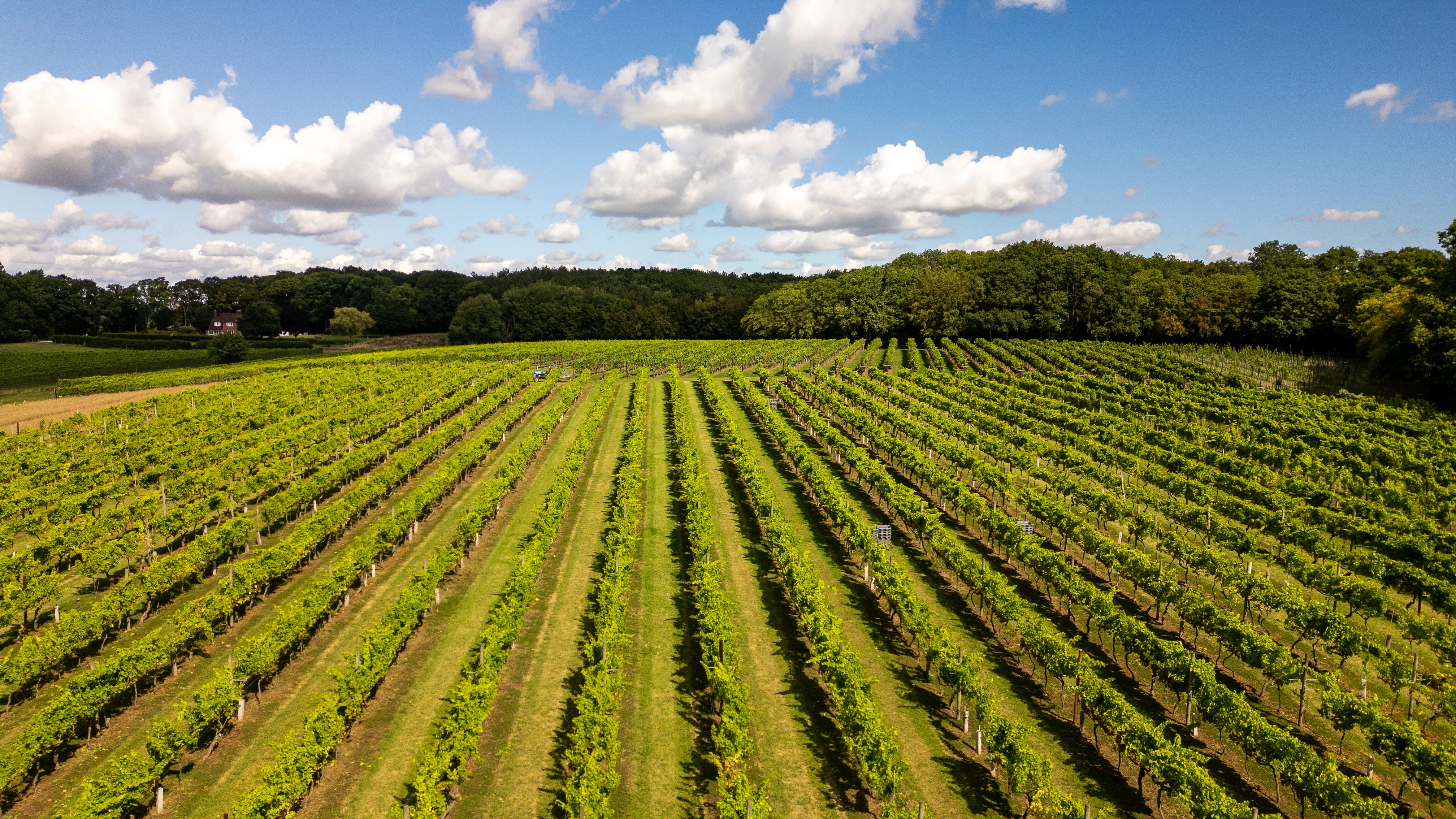 Vineyard 5 V2 (July 2026)