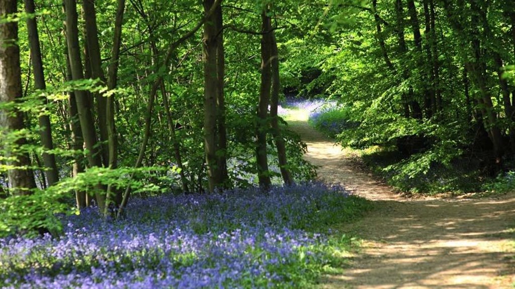 bluebell-path-hole-p-2011_035.jpg