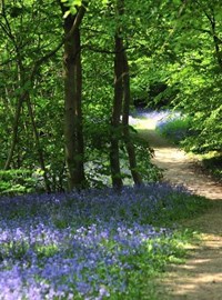 bluebell-path-hole-p-2011_035.jpg