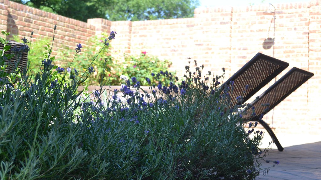 Green Farm Lavender in Walled Garden.JPG