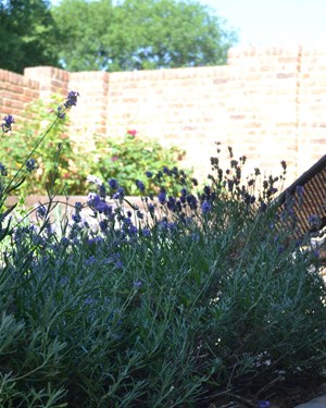 Green Farm Lavender in Walled Garden.JPG