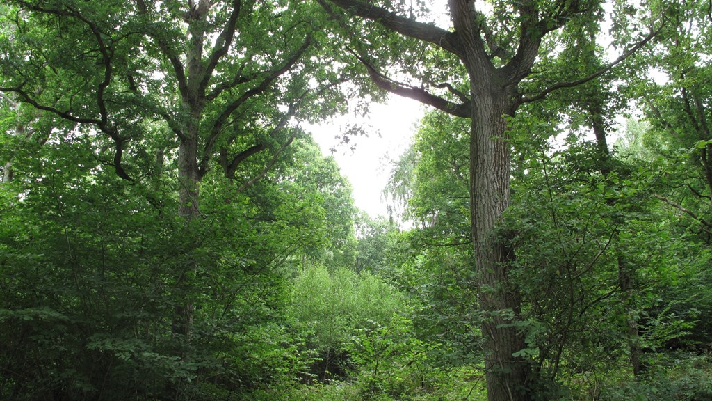 ham-street-woods-reserve.jpg