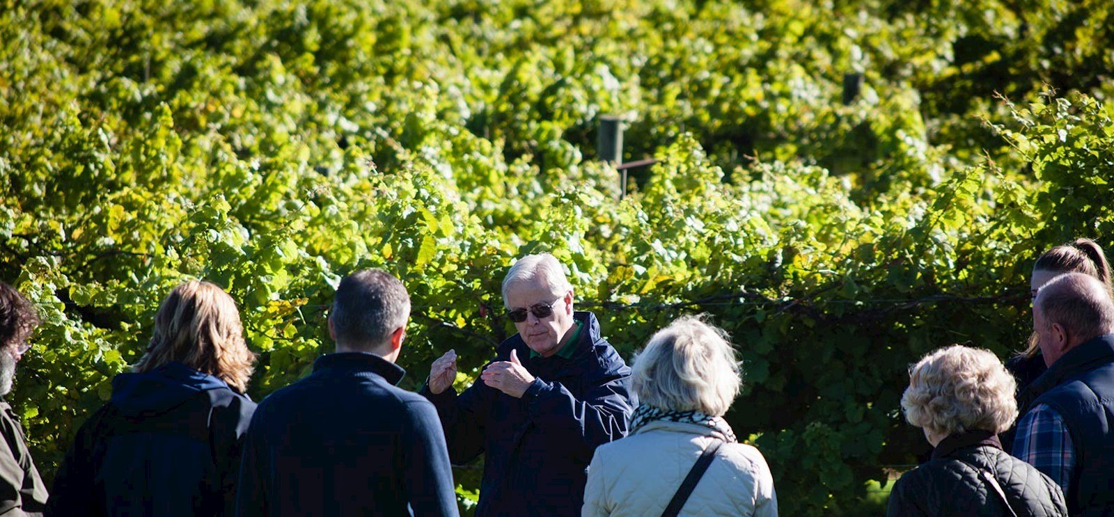 Biddenden Vineyards-free-tours.jpg