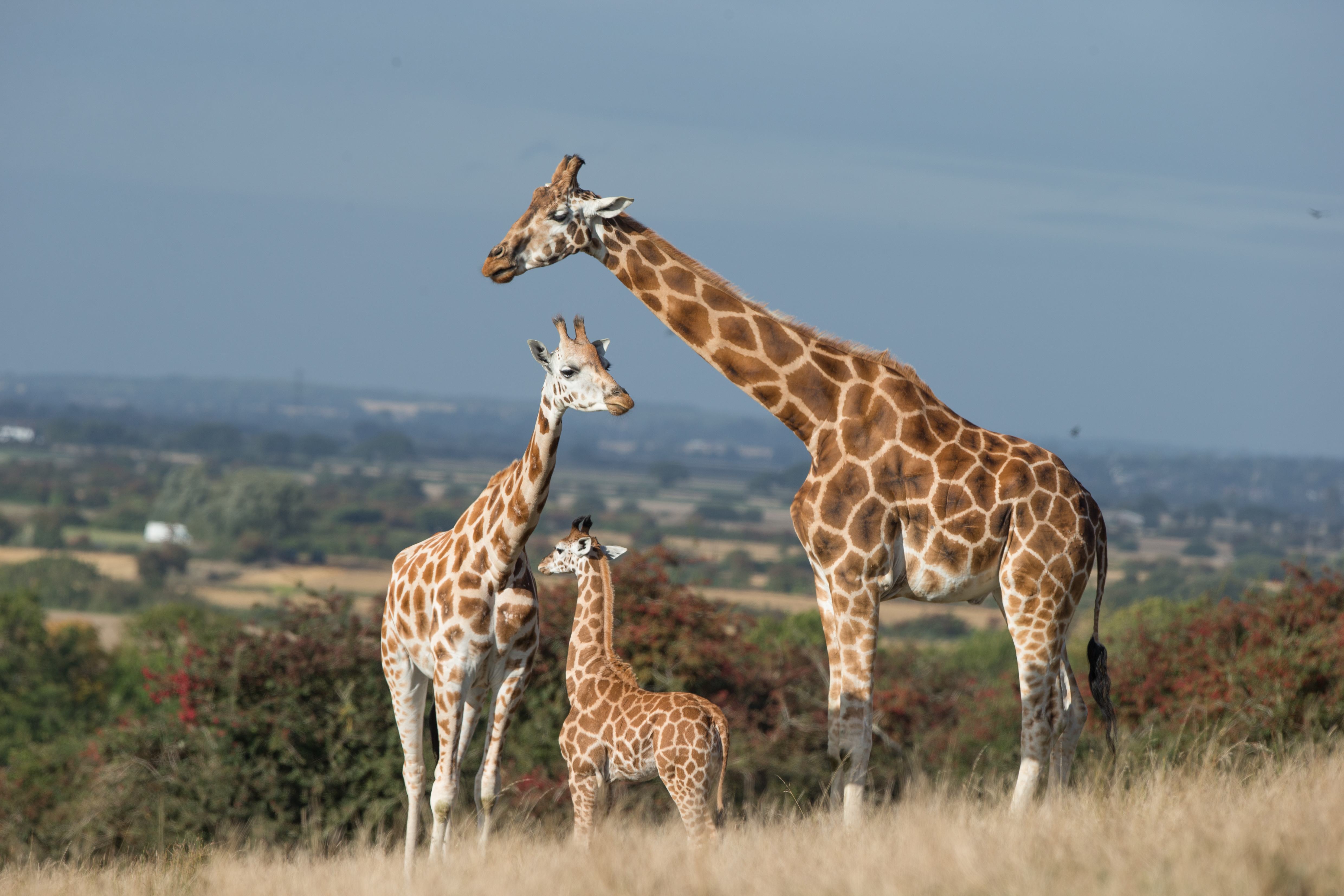 Port Lympne 2019 Rothschild-Giraffes_(c).jpg