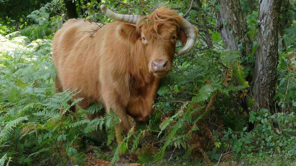 Highland Cattle The Warren (And Clark)