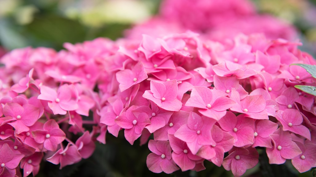 Tenterden GC June20 (C)