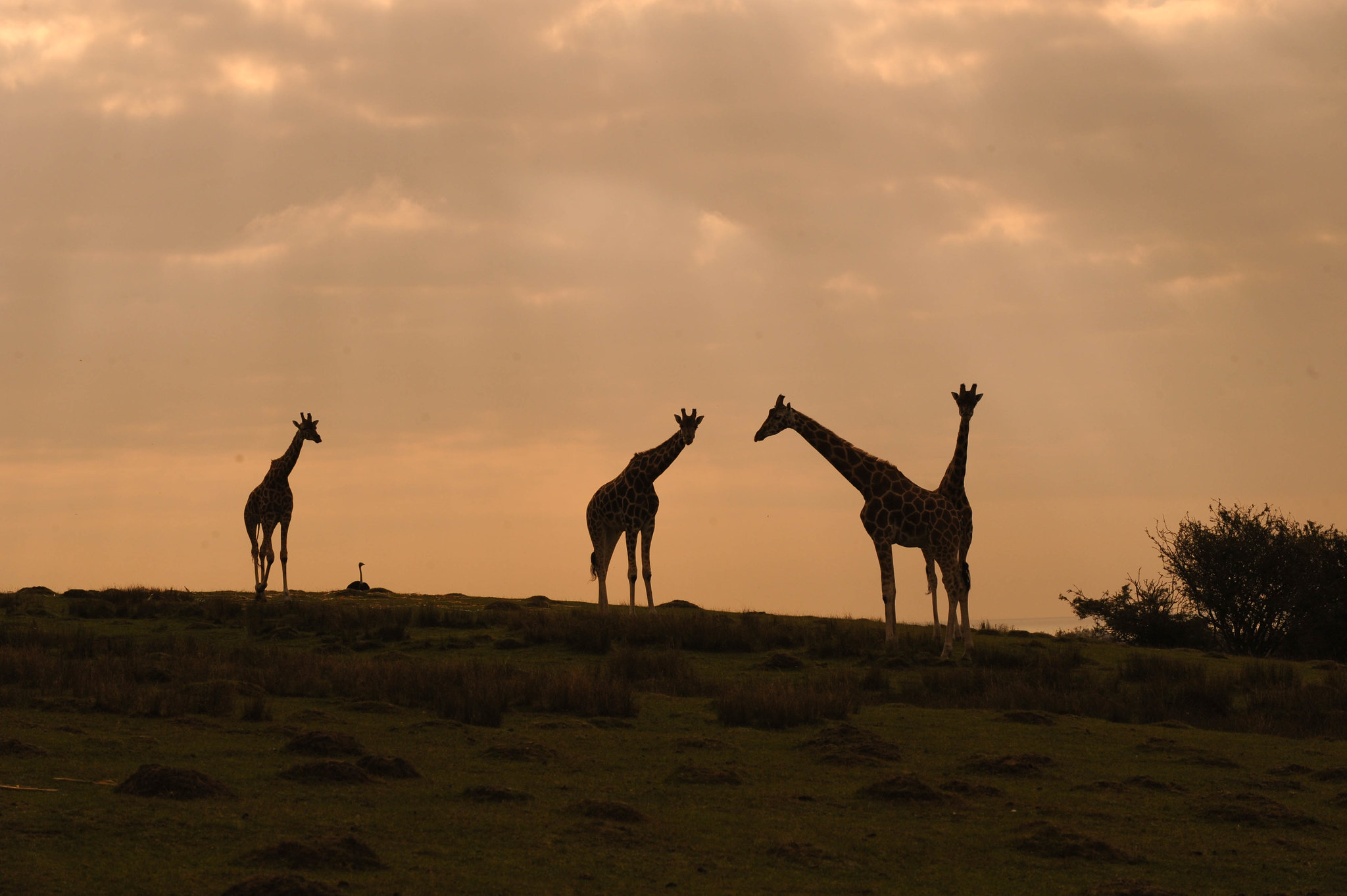 Port Lympne Giraffe Sunset (Credit Visit Kent)