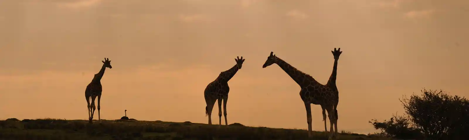 Port Lympne Giraffe Sunset (Credit Visit Kent)