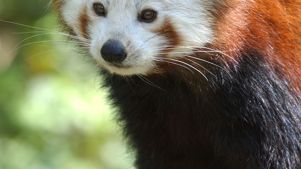 Port Lympne Red Panda (Credit Visit Kent)