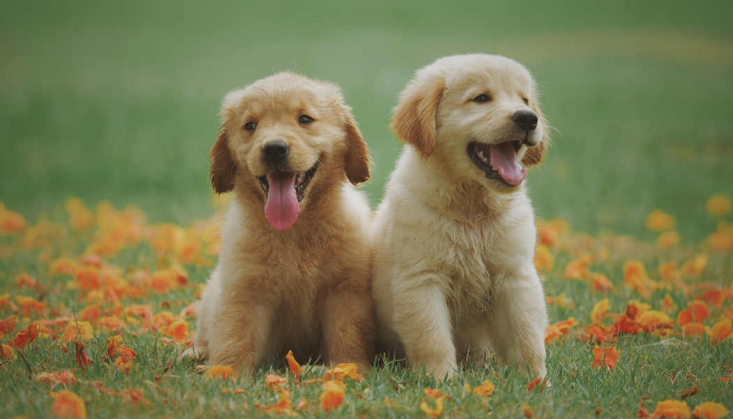 Puppy X 2(Canva)