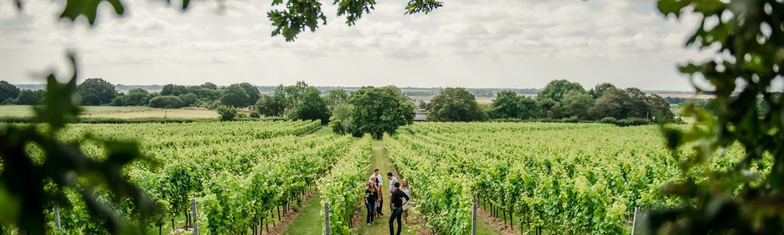 Gusbourne Tour 01.(C)Jpg