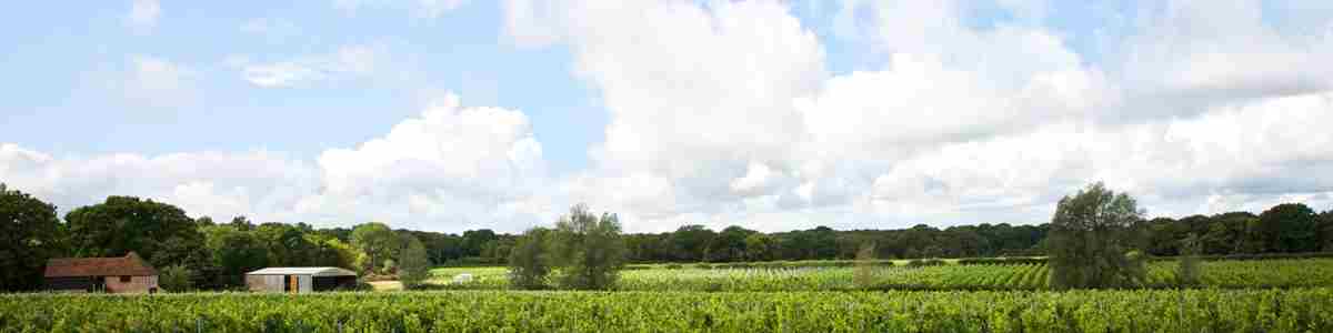 Resized Oxney Organic Estate Vineyard April2021 (Brochure Image)