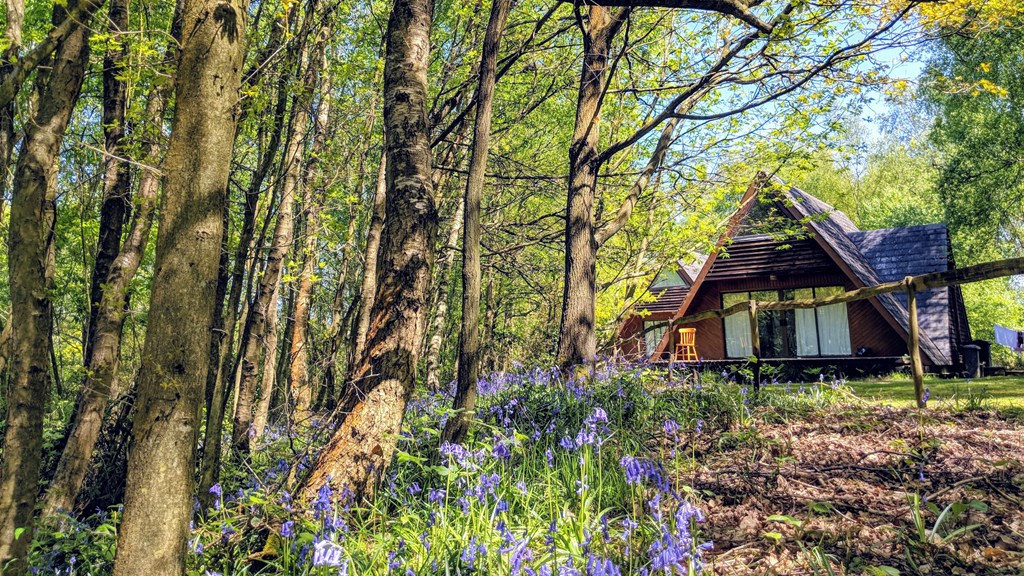 Ashby Farms Lodge With Bluebells May2021