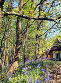 Ashby Farms Lodge With Bluebells May2021