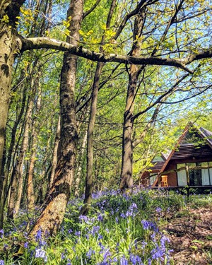 Ashby Farms Lodge With Bluebells May2021