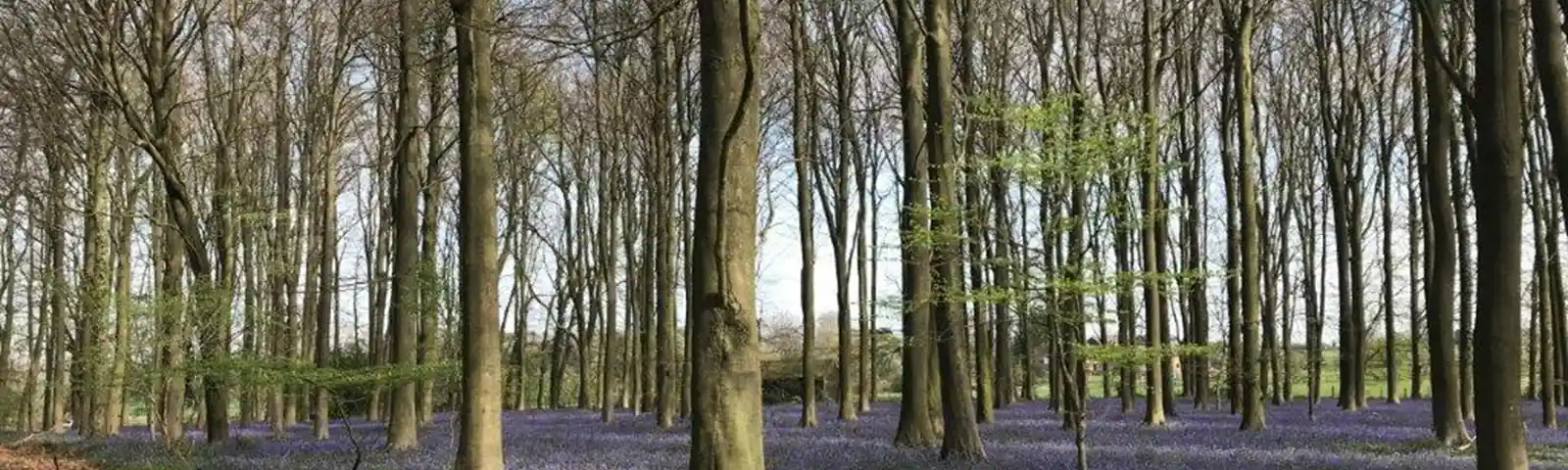 Kings Wood, Challock (AH)