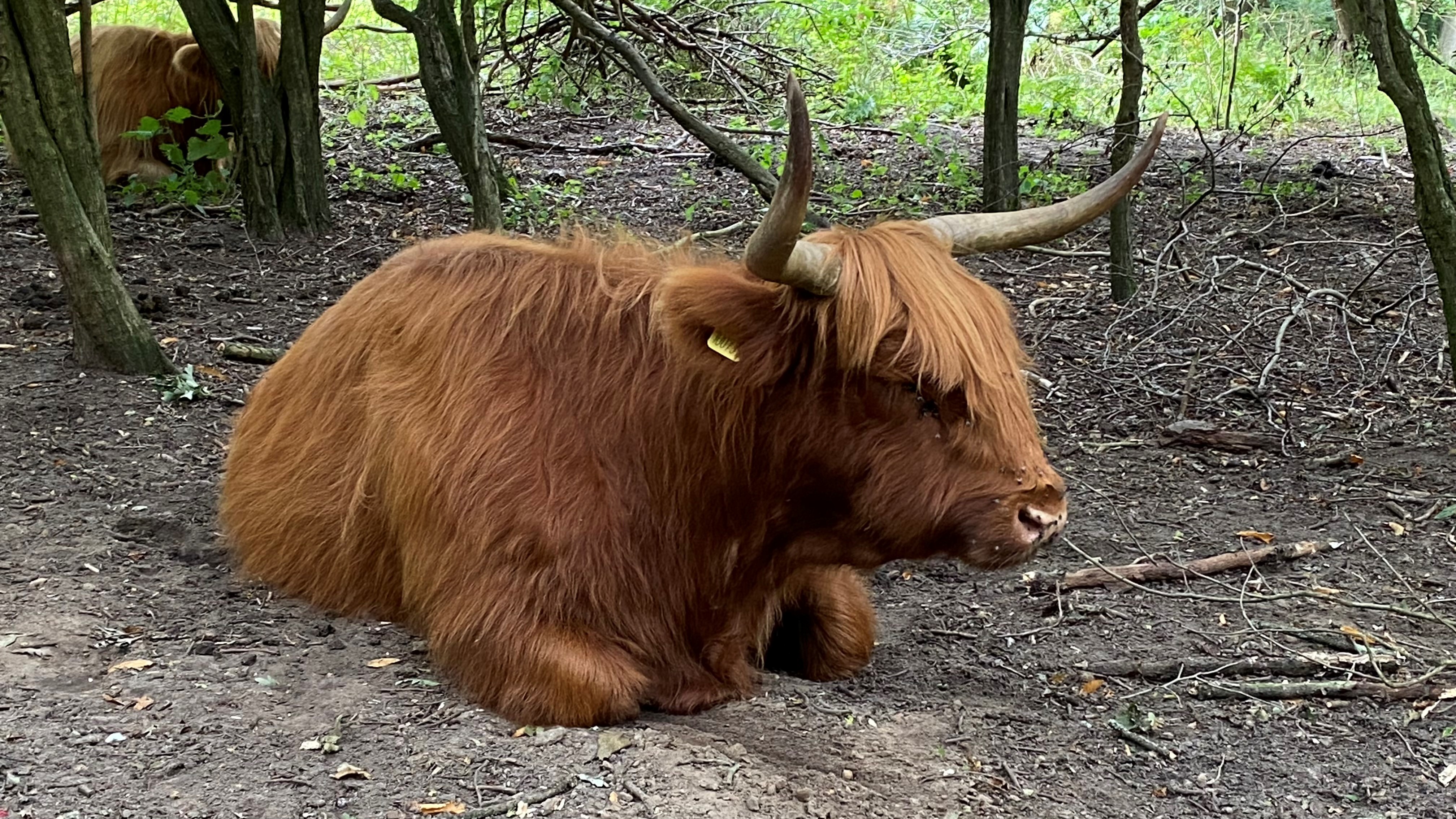 Hothfield (3) Aug2021 (AH)