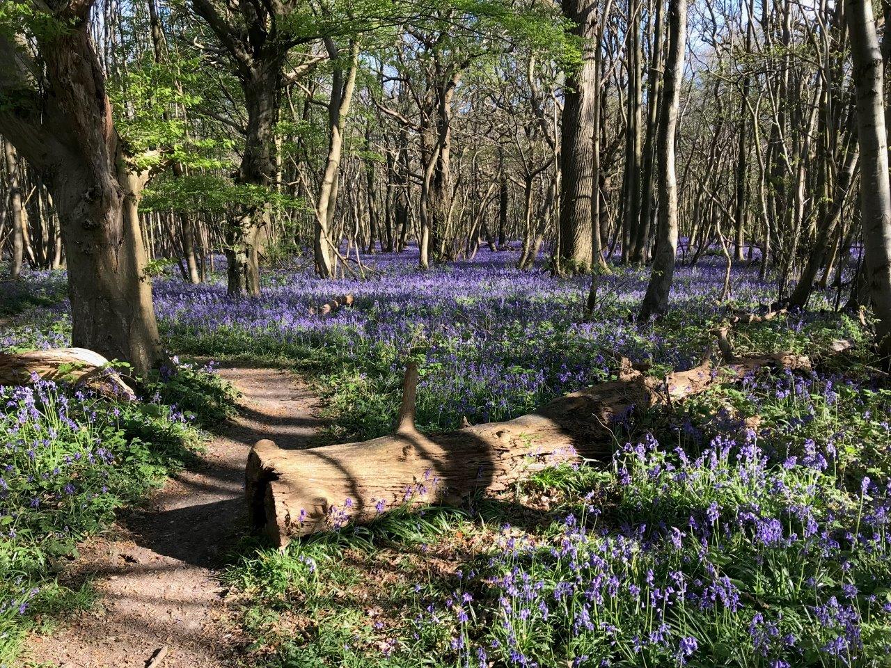 Kings Wood Bluebells 2(AH)