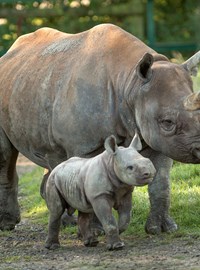 Howletts and Port Lympne - rhino.jpg