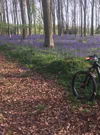 ah-bluebells-bike-kings-wood.jpg