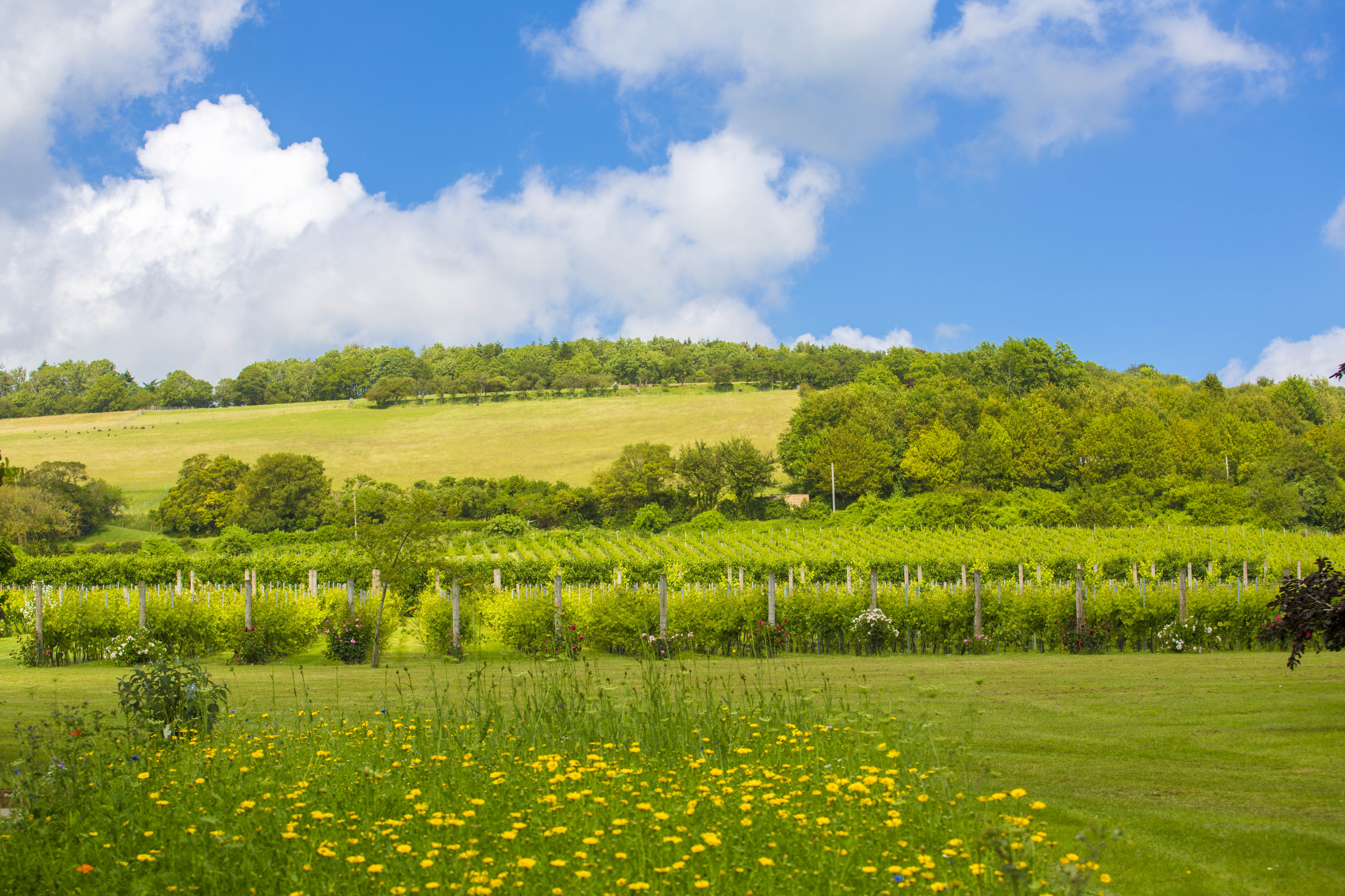 Brabourne Vineyard June2022 Poppy Hollis