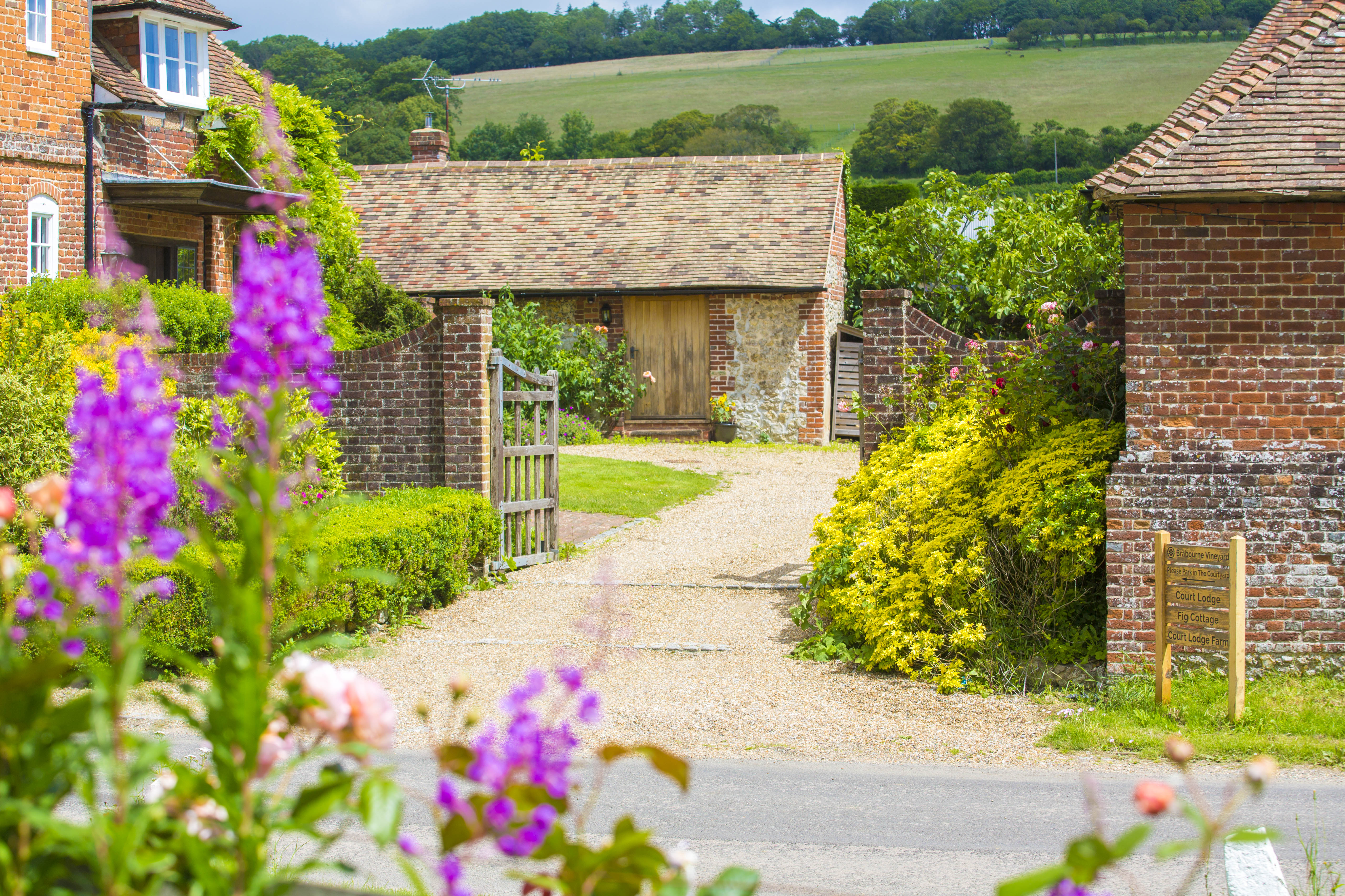 Brabourne Vineyard. June2022 Poppy Hollis