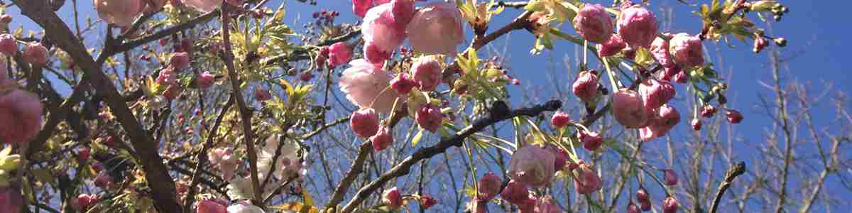 AH. Spring Blossom Tree (1)