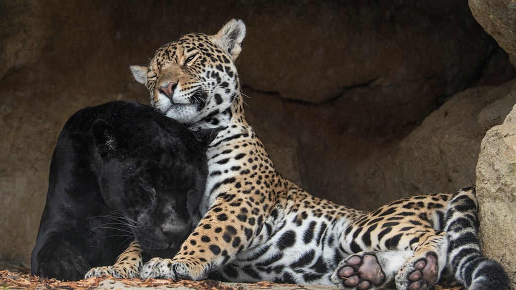 Big Cat Neron Keira (MARCH2022)