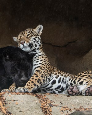 Big Cat Neron Keira (MARCH2022)