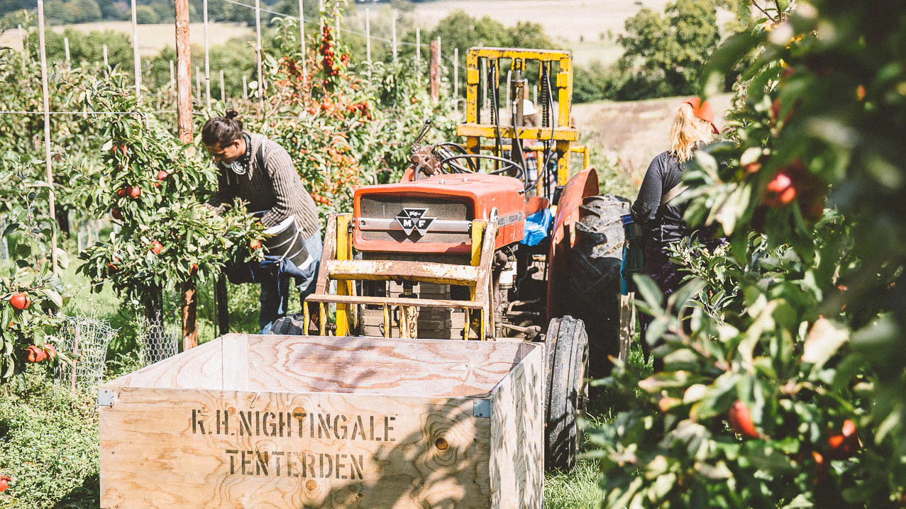 Nightingale Cider Previews 3