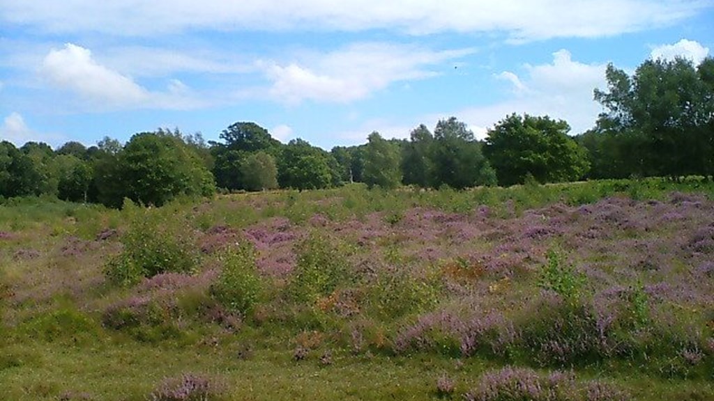 Hothfield 1 .JPG (1)